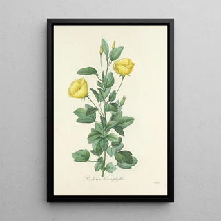 Pierre Joseph Redout - Choix des plus belles fleurs pl 084.webp