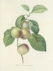 Choice of the Most Beautiful Flowers pl 085 - Pierre-Joseph Redouté — artwork view