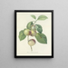 Choice of the Most Beautiful Flowers pl 085 - Pierre-Joseph Redouté — framed artwork on a wall