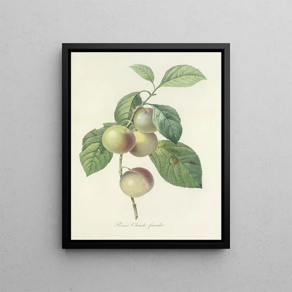 Choice of the Most Beautiful Flowers pl 085 - Pierre-Joseph Redouté — framed artwork on a wall