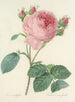 Choice of the most beautiful flowers pl 086 - Pierre-Joseph Redouté — artwork view