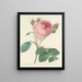 Choice of the most beautiful flowers pl 086 - Pierre-Joseph Redouté — framed artwork on a wall