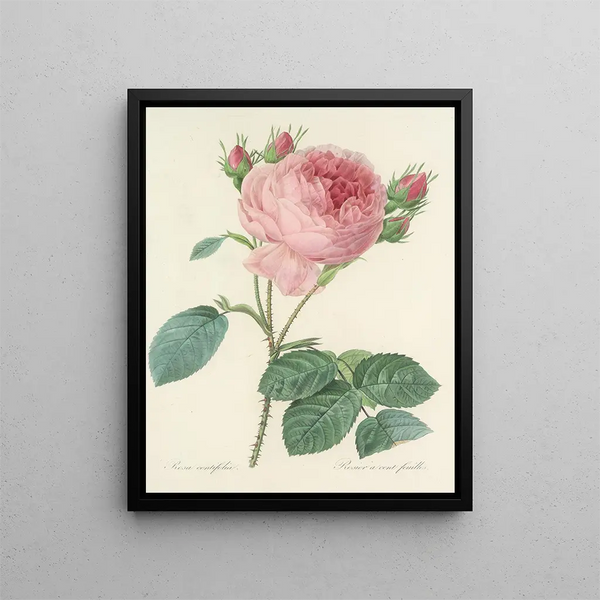 Choice of the most beautiful flowers pl 086 - Pierre-Joseph Redouté — framed artwork on a wall