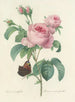 Choice of the Most Beautiful Flowers pl 088 - Pierre-Joseph Redouté — artwork view