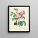 Choice of the Most Beautiful Flowers pl 088 - Pierre-Joseph Redouté — framed artwork on a wall