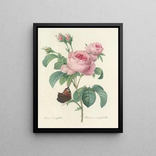 Choice of the Most Beautiful Flowers pl 088 - Pierre-Joseph Redouté — framed artwork on a wall