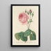 Choice of the Most Beautiful Flowers pl 089 - Pierre Joseph Redouté — framed artwork on a wall