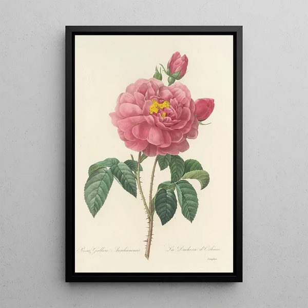 Choice of the Most Beautiful Flowers pl 090 - Pierre Joseph Redouté — framed artwork on a wall
