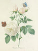 Choice of the most beautiful flowers pl 092 - Pierre-Joseph Redouté — artwork view