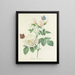 Choice of the most beautiful flowers pl 092 - Pierre-Joseph Redouté — framed artwork on a wall