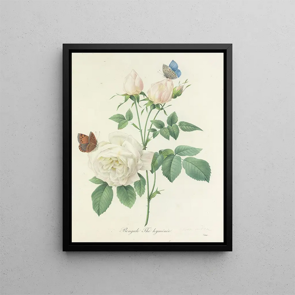 Choice of the most beautiful flowers pl 092 - Pierre-Joseph Redouté — framed artwork on a wall