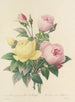 Choice of the most beautiful flowers pl 094 - Pierre-Joseph Redouté — artwork view