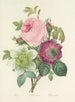 Choice of the most beautiful flowers pl 095 - Pierre-Joseph Redouté — artwork view