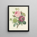 Choice of the most beautiful flowers pl 095 - Pierre-Joseph Redouté — framed artwork on a wall