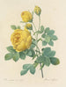 Choice of the most beautiful flowers pl 096 - Pierre-Joseph Redouté — artwork view