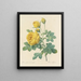 Choice of the most beautiful flowers pl 096 - Pierre-Joseph Redouté — framed artwork on a wall