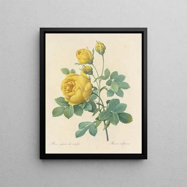 Choice of the most beautiful flowers pl 096 - Pierre-Joseph Redouté — framed artwork on a wall