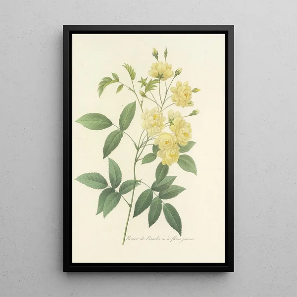 Choice of the Most Beautiful Flowers pl 097 - Pierre Joseph Redouté — framed artwork on a wall