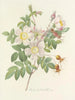Choice of the most beautiful flowers pl 098 - Pierre-Joseph Redouté — artwork view
