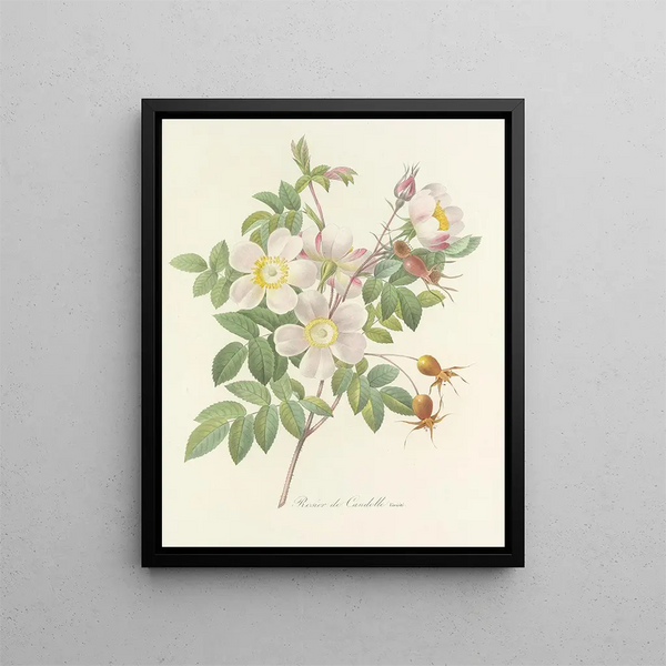 Choice of the most beautiful flowers pl 098 - Pierre-Joseph Redouté — framed artwork on a wall