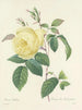 Choice of the most beautiful flowers pl 100 - Pierre-Joseph Redouté — artwork view