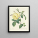 Choice of the most beautiful flowers pl 100 - Pierre-Joseph Redouté — framed artwork on a wall