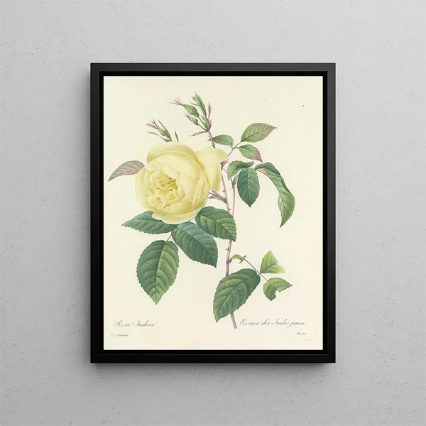 Choice of the most beautiful flowers pl 100 - Pierre-Joseph Redouté — framed artwork on a wall