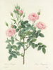 Choice of the most beautiful flowers pl 101 - Pierre-Joseph Redouté — artwork view
