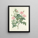 Choice of the most beautiful flowers pl 101 - Pierre-Joseph Redouté — framed artwork on a wall