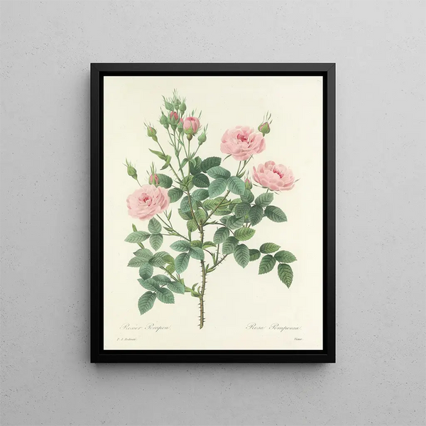 Choice of the most beautiful flowers pl 101 - Pierre-Joseph Redouté — framed artwork on a wall