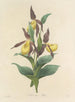 Choice of the most beautiful flowers pl 102 - Pierre-Joseph Redouté — artwork view