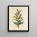 Choice of the most beautiful flowers pl 102 - Pierre-Joseph Redouté — framed artwork on a wall