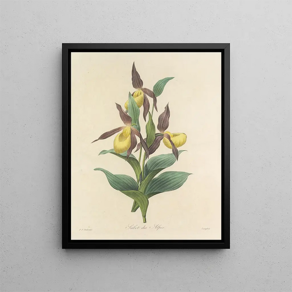 Choice of the most beautiful flowers pl 102 - Pierre-Joseph Redouté — framed artwork on a wall