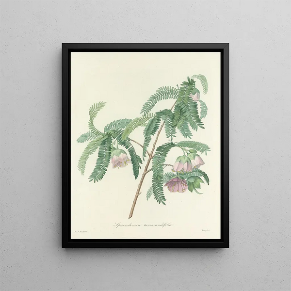 Choice of the most beautiful flowers pl 103 - Pierre-Joseph Redouté — framed artwork on a wall