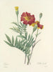 Choice of the most beautiful flowers pl 104 - Pierre-Joseph Redouté — artwork view