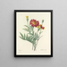 Choice of the most beautiful flowers pl 104 - Pierre-Joseph Redouté — framed artwork on a wall