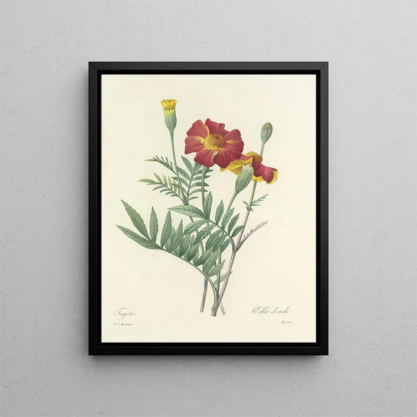 Choice of the most beautiful flowers pl 104 - Pierre-Joseph Redouté — framed artwork on a wall