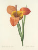 Choice of the Most Beautiful Flowers pl 105 - Pierre-Joseph Redouté — artwork view