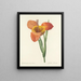 Choice of the Most Beautiful Flowers pl 105 - Pierre-Joseph Redouté — framed artwork on a wall