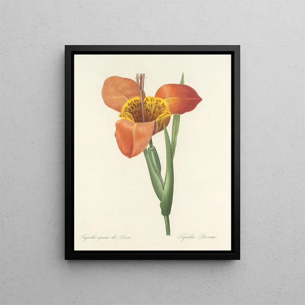 Choice of the Most Beautiful Flowers pl 105 - Pierre-Joseph Redouté — framed artwork on a wall