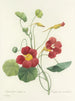 Choice of the most beautiful flowers pl 106 - Pierre-Joseph Redouté — artwork view