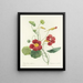 Choice of the most beautiful flowers pl 106 - Pierre-Joseph Redouté — framed artwork on a wall