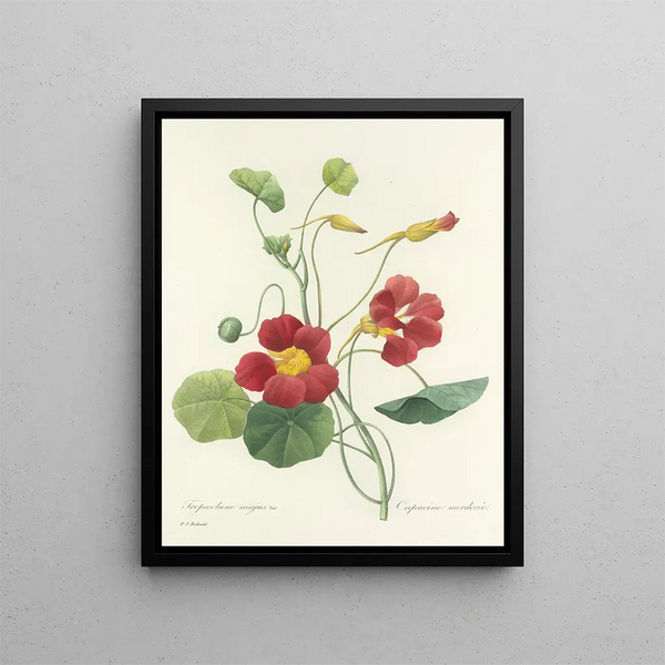 Choice of the most beautiful flowers pl 106 - Pierre-Joseph Redouté — framed artwork on a wall