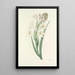 Choice of the most beautiful flowers pl 107 - Pierre Joseph Redouté — framed artwork on a wall