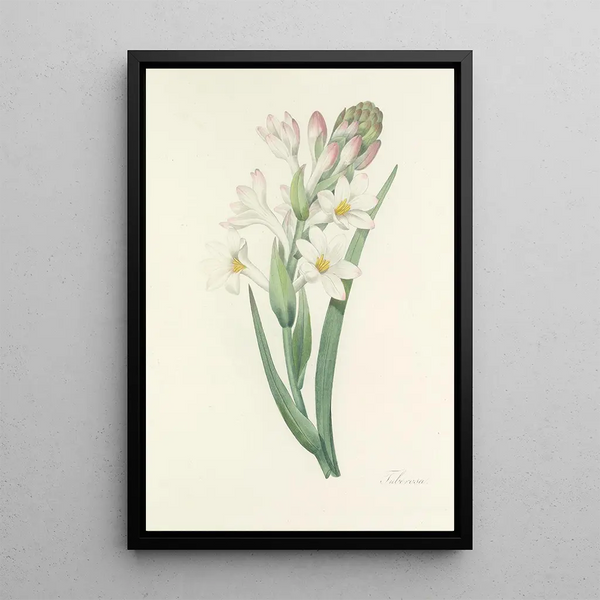 Choice of the most beautiful flowers pl 107 - Pierre Joseph Redouté — framed artwork on a wall