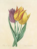 Choice of the most beautiful flowers pl 108 - Pierre-Joseph Redouté — artwork view