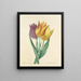 Choice of the most beautiful flowers pl 108 - Pierre-Joseph Redouté — framed artwork on a wall
