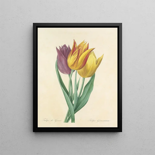 Choice of the most beautiful flowers pl 108 - Pierre-Joseph Redouté — framed artwork on a wall