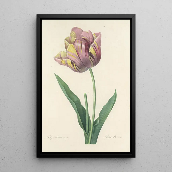 Choice of the Most Beautiful Flowers pl 109 - Pierre Joseph Redouté — framed artwork on a wall