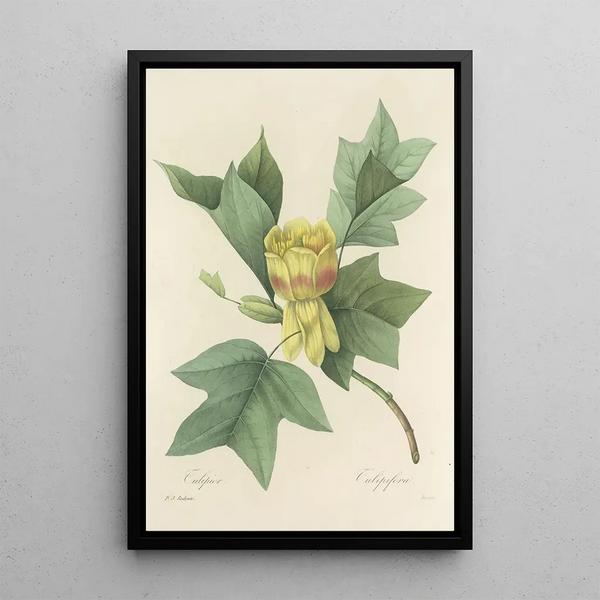 Choice of the most beautiful flowers pl 110 - Pierre Joseph Redouté — framed artwork on a wall